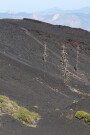Dead Trees, Mount Etna, Sicily